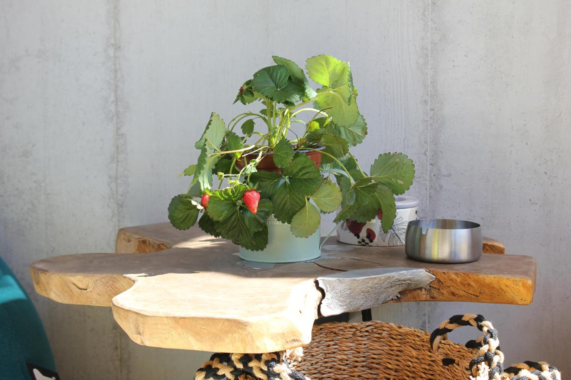 Bed & Breakfast Roby's Boutique - Luxury Catania